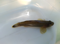 Rhinogobius candidianus