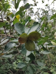 Semialarium mexicanum