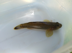 Rhinogobius candidianus