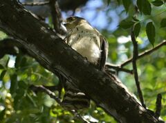 Accipiter bicolor