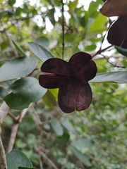 Semialarium mexicanum