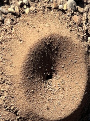 Dorymyrmex bicolor