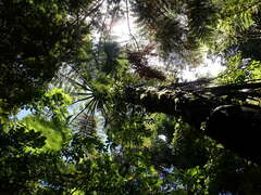 Cyathea medullaris