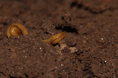 Bipalium adventitium