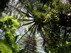 Cyathea medullaris