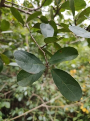 Semialarium mexicanum