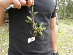 Solanum prinophyllum