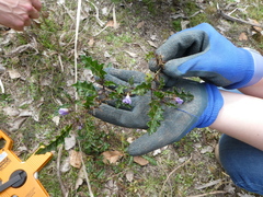Solanum prinophyllum