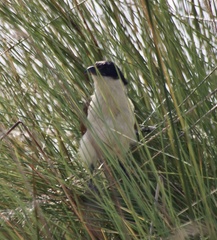 Centropus cupreicaudus