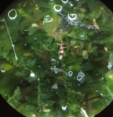 Euaesthetinae