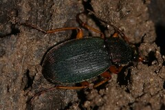Chlaenius aestivus