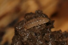 Haplophthalmus danicus