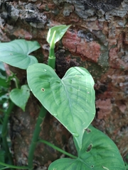 Philodendron jacquinii