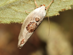Tymbophora peltastis