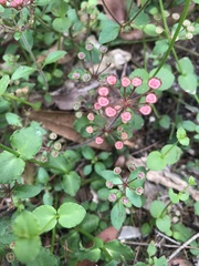 Pomax umbellata