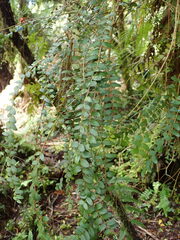 Metrosideros diffusa