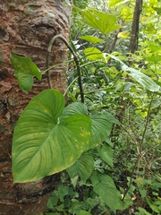 Philodendron jacquinii