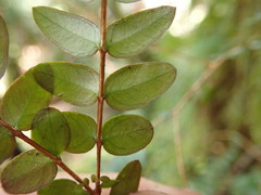 Metrosideros diffusa