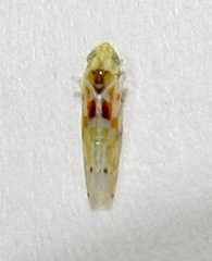 Erythroneura octonotata