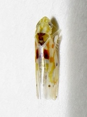 Erythroneura octonotata
