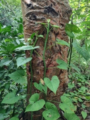 Philodendron jacquinii