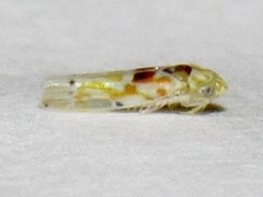 Erythroneura octonotata