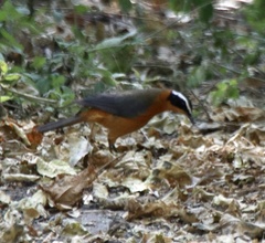 Cossypha heuglini heuglini