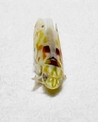 Erythroneura octonotata