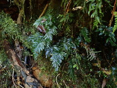 Abrodictyum elongatum