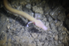 Proteus anguinus anguinus