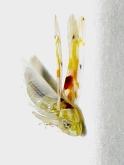 Erythroneura octonotata