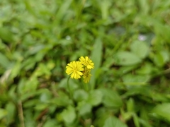 Youngia japonica