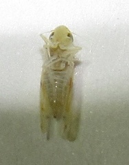Erythroneura octonotata