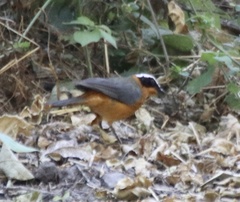 Cossypha heuglini heuglini