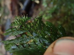 Abrodictyum elongatum