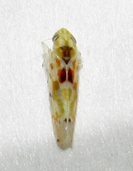 Erythroneura octonotata