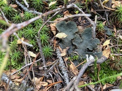 Peltigera polydactylon