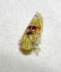 Erythroneura octonotata