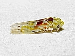 Erythroneura octonotata