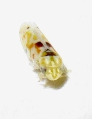 Erythroneura octonotata