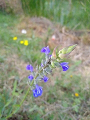 Salvia laevis
