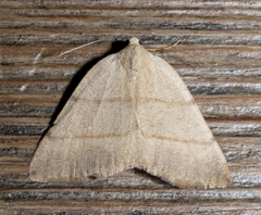Drepanulatrix bifilata