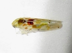 Erythroneura octonotata