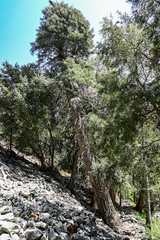 Abies concolor
