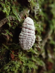 Coelostomidia zealandica
