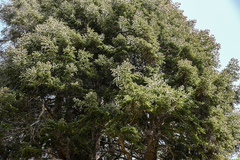Abies concolor