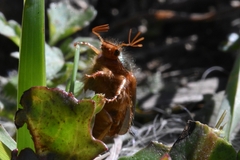 Phytholaema herrmanni