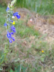 Salvia laevis