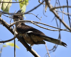 Clamator levaillantii