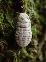 Coelostomidia zealandica